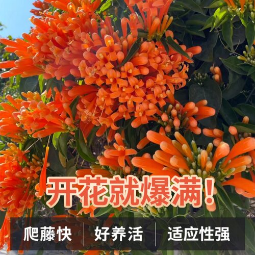 炮仗花爬藤植物四季开花卉盆栽阳台庭院凌霄花苗老桩大苗藤蔓爬墙 - 图2