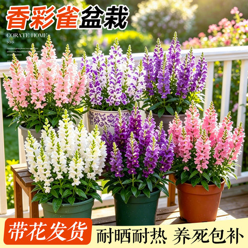 香彩雀盆栽花苗带大花盆庭院阳台夏季耐热耐晒花卉绿花镜植物易活 - 图1