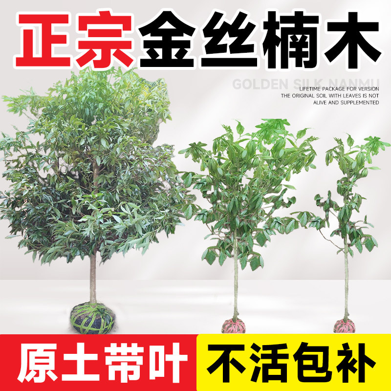 金丝楠木树苗正宗十大庭院名贵小叶桢楠木树苗盆栽南北方种植大树,淘宝优惠券,粉丝福利购,淘宝优惠卷