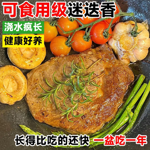 迷迭香盆栽驱蚊植物克星牛排黄油可食用香草棒棒糖大苗室内绿植物 - 图1