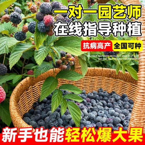 树莓苗双季覆盆子果树苗盆栽地栽南北方种植当年结果红黄黑树莓苗 - 图1