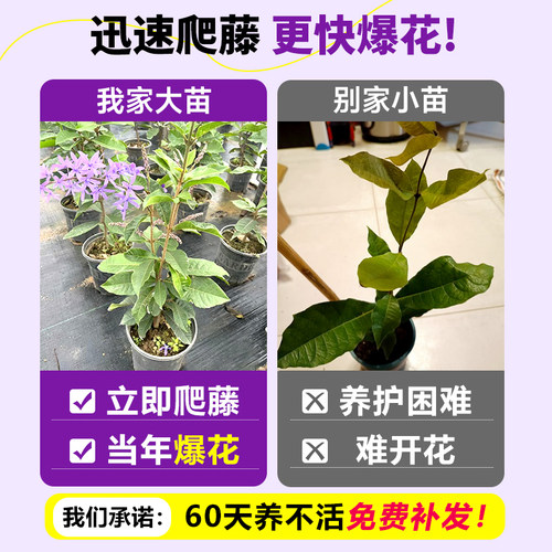 大叶蓝花藤苗泰国小叶兰花藤许愿藤花卉阳台庭院四季开花爬藤植物 - 图1