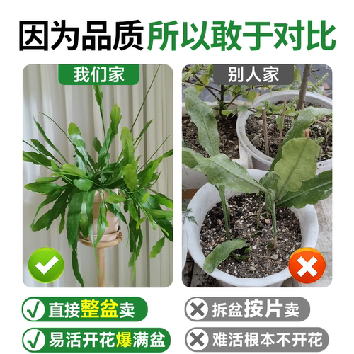 小叶昙花盆栽带花苞鲜花花卉植物阳台室内花苗好养活四季耐阴绿植 - 图2