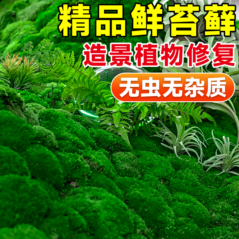 青苔藓鲜活微景观绿植盆景桌面假山造景材料永生白发短绒植物盆栽 - 图2