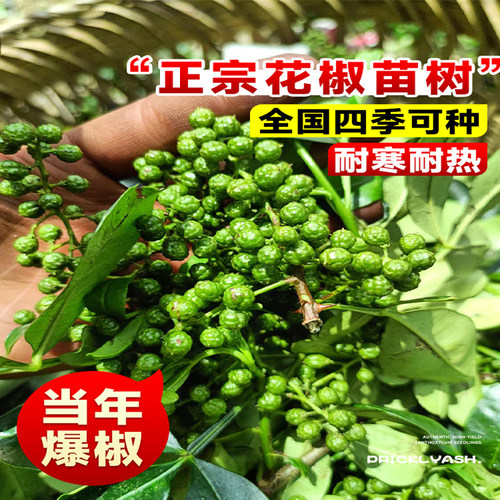 四川九叶青花椒苗树大苗当年结果盆栽地栽四季种植果树苗庭院树苗 - 图0