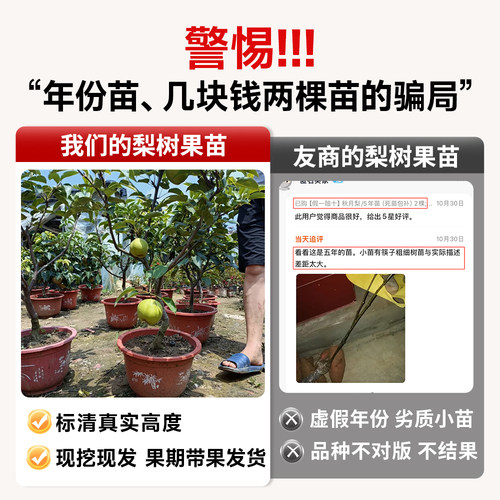 正宗秋月梨树果苗嫁接沙梨树果树庭院地栽南北方种植盆栽当年结果 - 图1