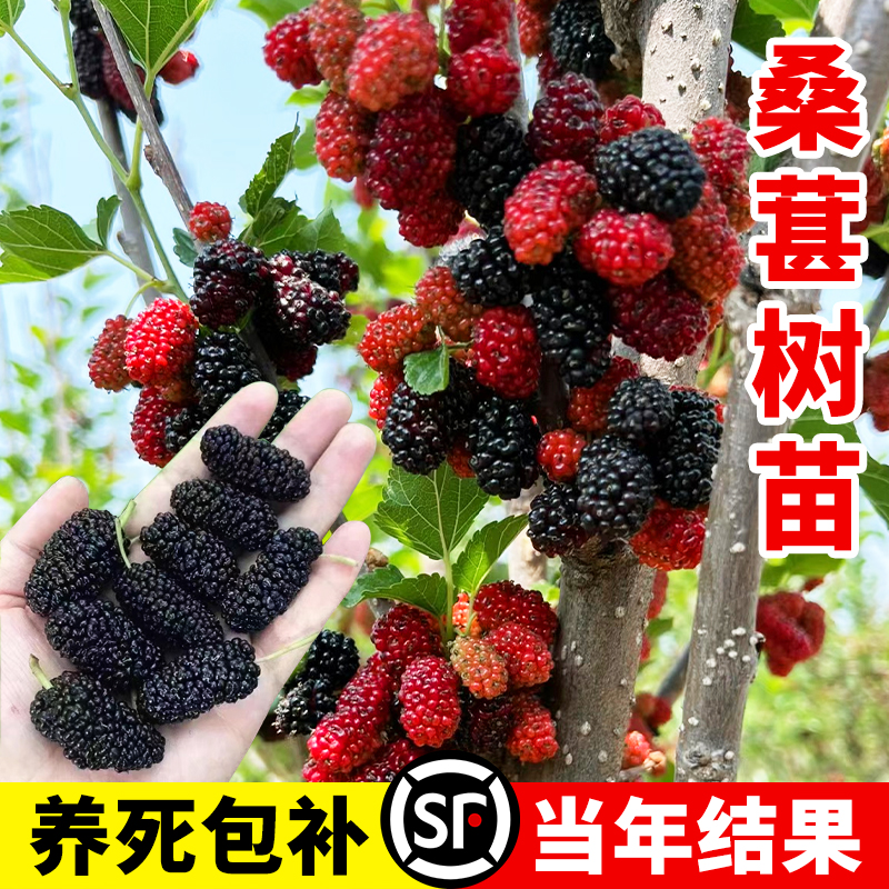 桑葚树苗白长果嫁接葡萄苗南北方种植树莓果树果苗大叶桑椹树盆栽 - 图0