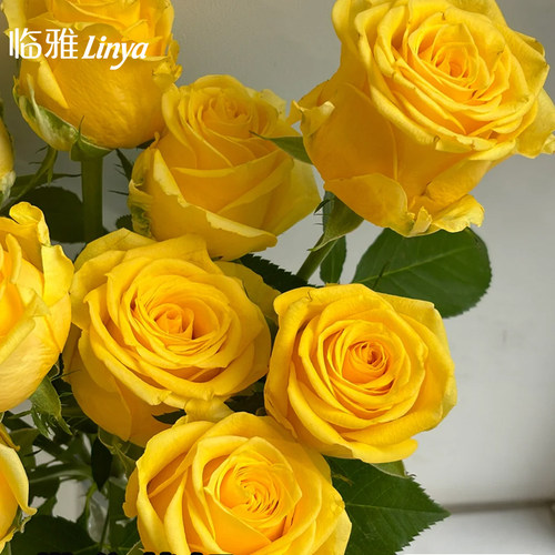 玫瑰花鲜花云南基地直发顺丰次日达家用鲜切插花超长花期真花花卉 - 图1