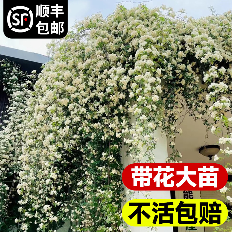 白木香花苗爬藤植物四季开花卉庭院带花七里香盆栽浓香型红黄木香-图1