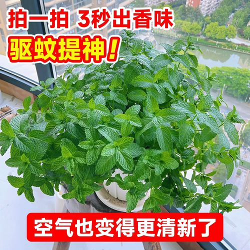 薄荷盆栽可食用大苗室内驱蚊绿植迷迭香四季香草植物柠檬猫薄荷叶 - 图2