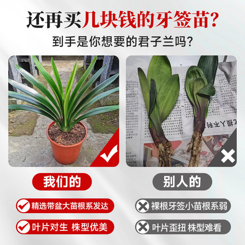 君子兰盆栽带花苞花卉植物室内国宝特级巨无霸大苗名贵四季好养活 - 图1