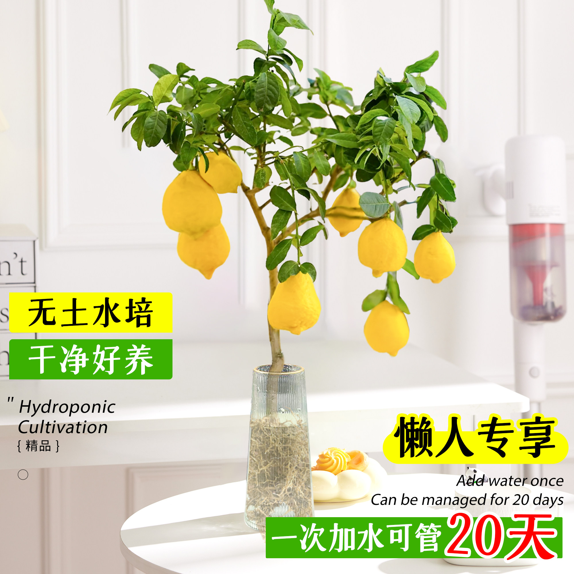 水培植物室内好养水培柠檬玻璃瓶无土纯水培绿植水养水果好养易活,淘宝优惠券,粉丝福利购,淘宝优惠卷