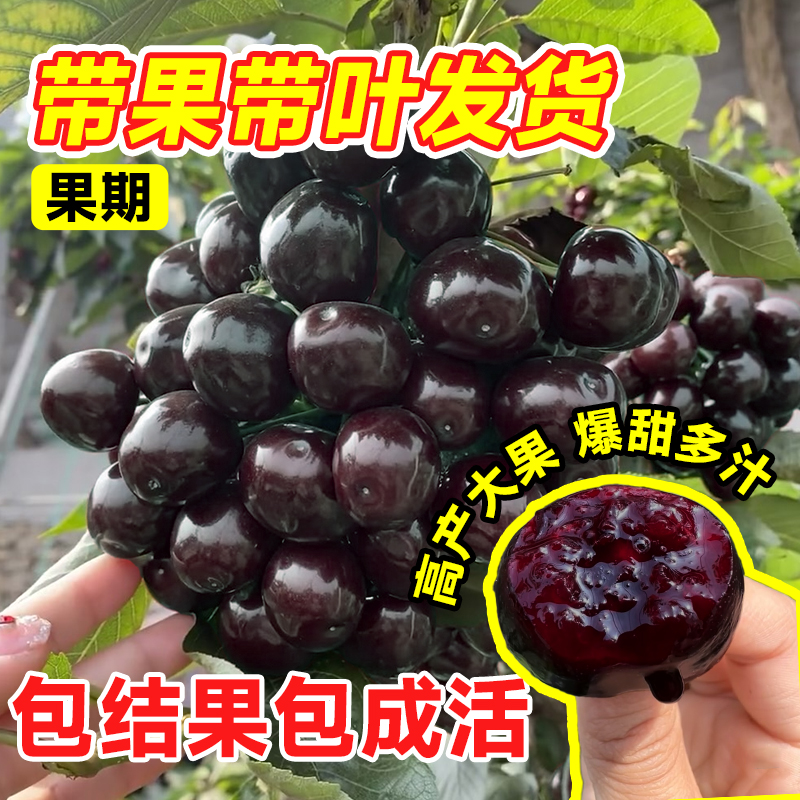 车厘子树苗大樱桃里盆栽矮化正宗黑珍珠嫁接果苗南方北方种植庭院,淘宝优惠券,粉丝福利购,淘宝优惠卷
