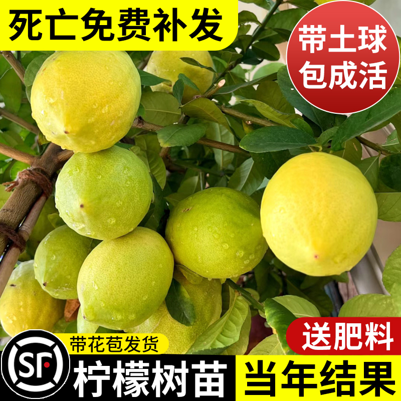 香水柠檬树苗盆栽水果树果苗南北方室内庭院名贵四季种植当年结果