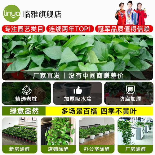 绿箩植物室内吸长藤甲醛大叶绿萝盆栽新房家用除四季绿植好养甲醛-图3