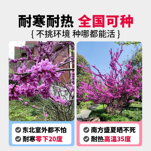 紫荆花树苗庭院种植大盆栽带花发货紫金室外绿植耐寒花卉绿化植物 - 图2