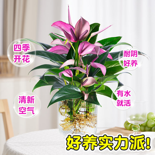 水培植物紫掌桌面绿植小盆栽香妃齐祖红掌室内耐阴好养易活的植物 - 图2