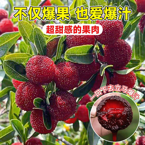 仙居东魁杨梅树树苗南方嫁接水果树果苗正宗早熟特大东槐当年结果 - 图3