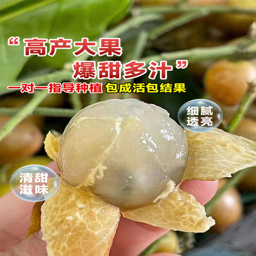 广西鸡心黄皮果树果苗纯甜正宗大苗带土带叶种植南方盆栽庭院地栽 - 图2