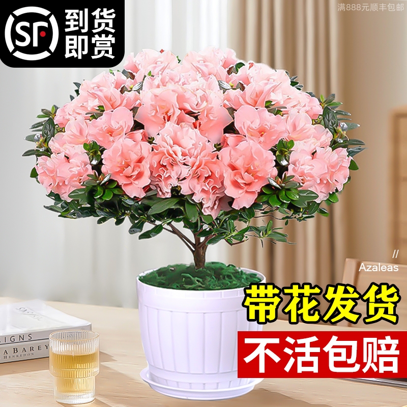 杜鹃花盆栽花卉植物室内阳台四季开花鲜花带花苞树苗绿植好养易活