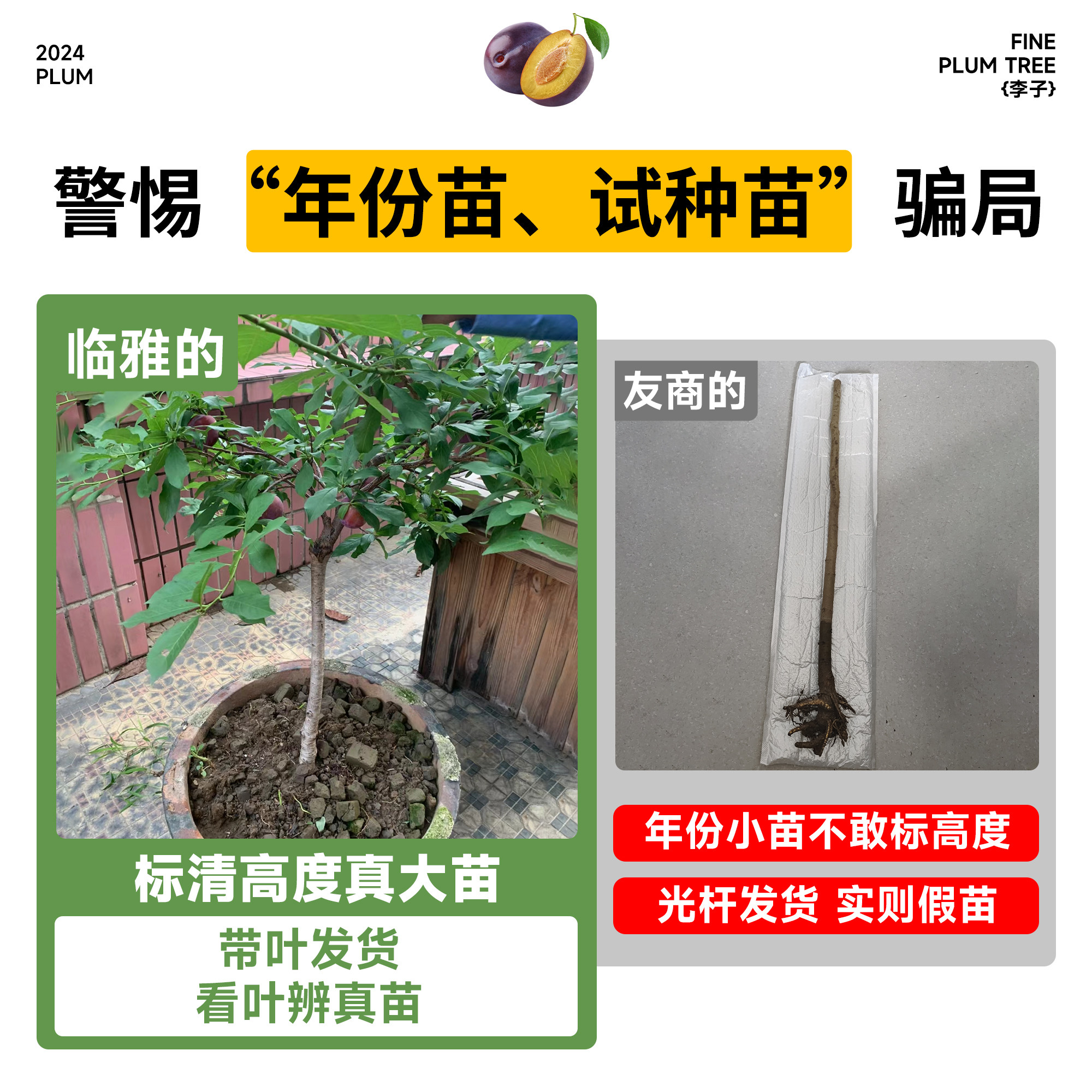 三华李子树苗红心新品种特大嫁接蜂糖李北南方种植水果树果苗大全,淘宝优惠券,粉丝福利购,淘宝优惠卷