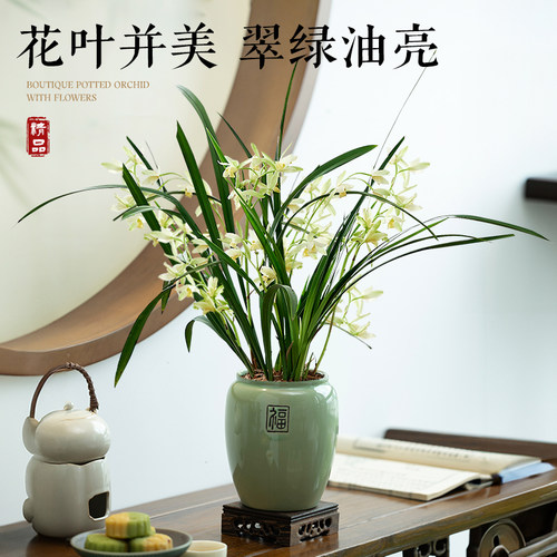 名贵兰花盆栽带花苞建兰系列室内阳台绿植浓香型花卉四季好养绿植 - 图2