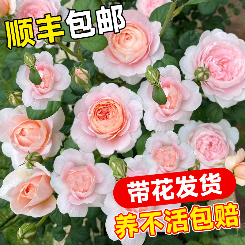 瑞典女王月季花盆栽大苗可爬藤灌木蔷薇阳台庭院四季植物玫瑰花卉 - 图1