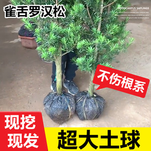 罗汉松树苗盆景小叶雀舌树桩庭院造型树盆栽迎客松名贵松树绿植物