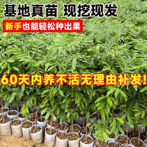龙眼树果苗嫁接盆栽水果树大苗储良桂圆石硖南方四季种植当年结果 - 图2
