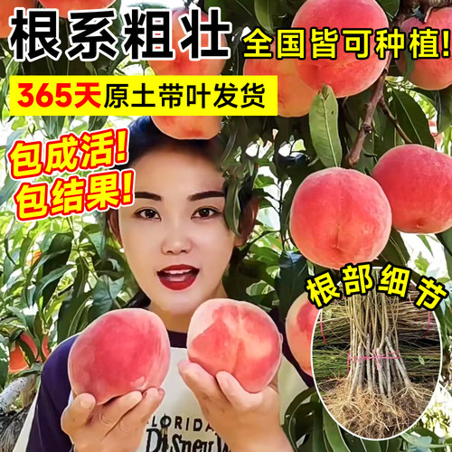 早熟水蜜桃树苗嫁接鹰嘴黄桃树南北方种植巨型桃树水果苗当年结果 - 图2