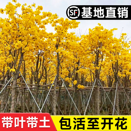 黄花风铃木树苗大树紫花盆栽别墅庭院行道四季名贵风景树绿化植物 - 图0