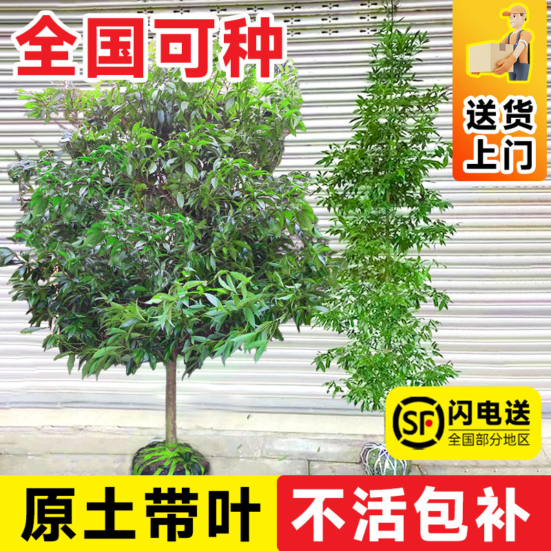 金丝楠木树苗正宗十大庭院名贵小叶桢楠木树苗盆栽南北方种植大树,淘宝优惠券,粉丝福利购,淘宝优惠卷