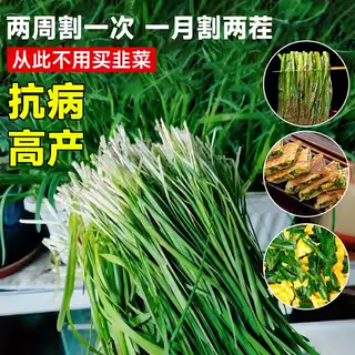韭菜种子种籽红根老品种紫根宽叶大小叶四季本地种孑阳台蔬菜盆栽,淘宝优惠券,粉丝福利购,淘宝优惠卷