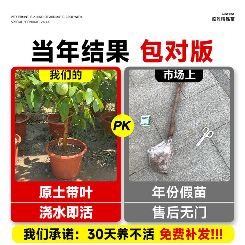胭脂红番石榴树果苗广东本地红宝石芭乐树苗红心南北方种四季大全 - 图0