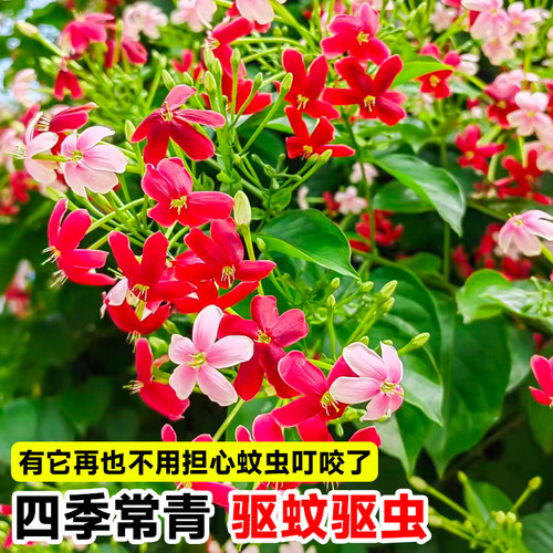 使君子爬藤植物大花苗重瓣带花苞水君子庭院阳台耐热花卉绿植驱蚊 - 图3