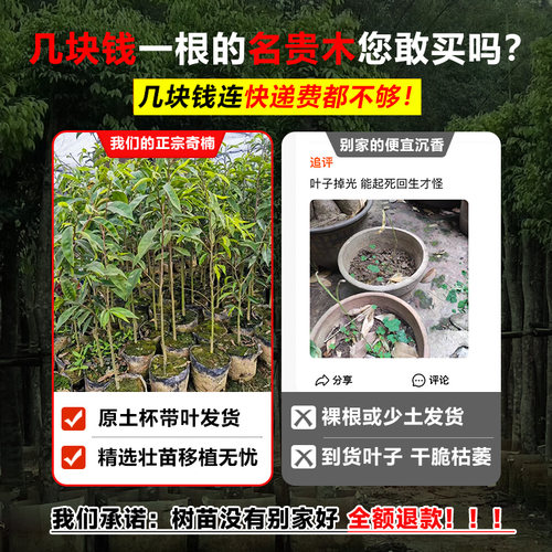 正宗奇楠海南沉香树苗盆栽金丝楠木小叶紫檀庭院十大名贵树苗大全 - 图0