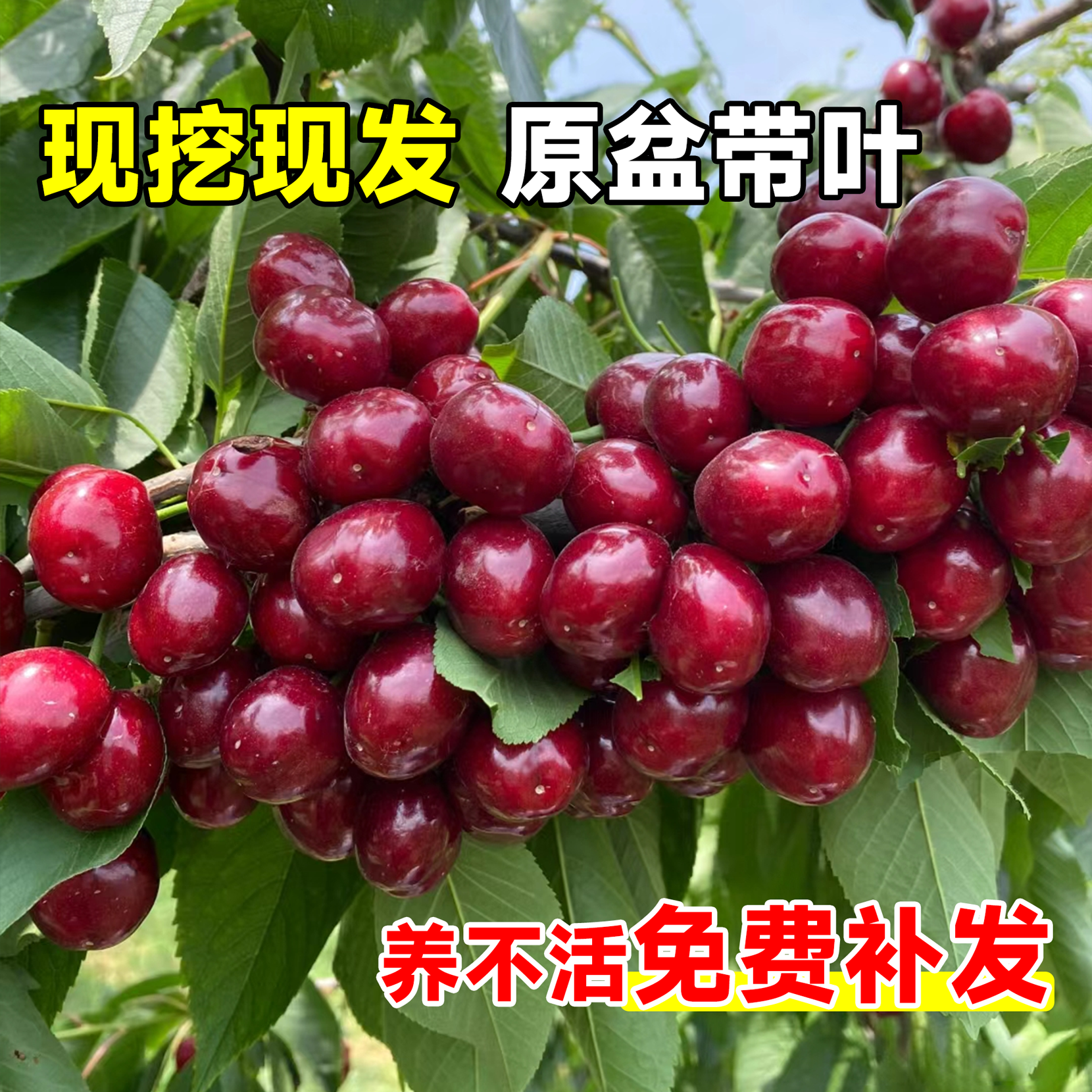 车厘子树苗正宗樱桃树苗矮化特大嫁接果树庭院名贵南北方种植盆栽,淘宝优惠券,粉丝福利购,淘宝优惠卷