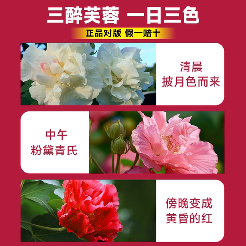 芙蓉花盆栽重瓣树苗特大号三醉木芙蓉花卉变色耐寒室内外绿化植物 - 图2