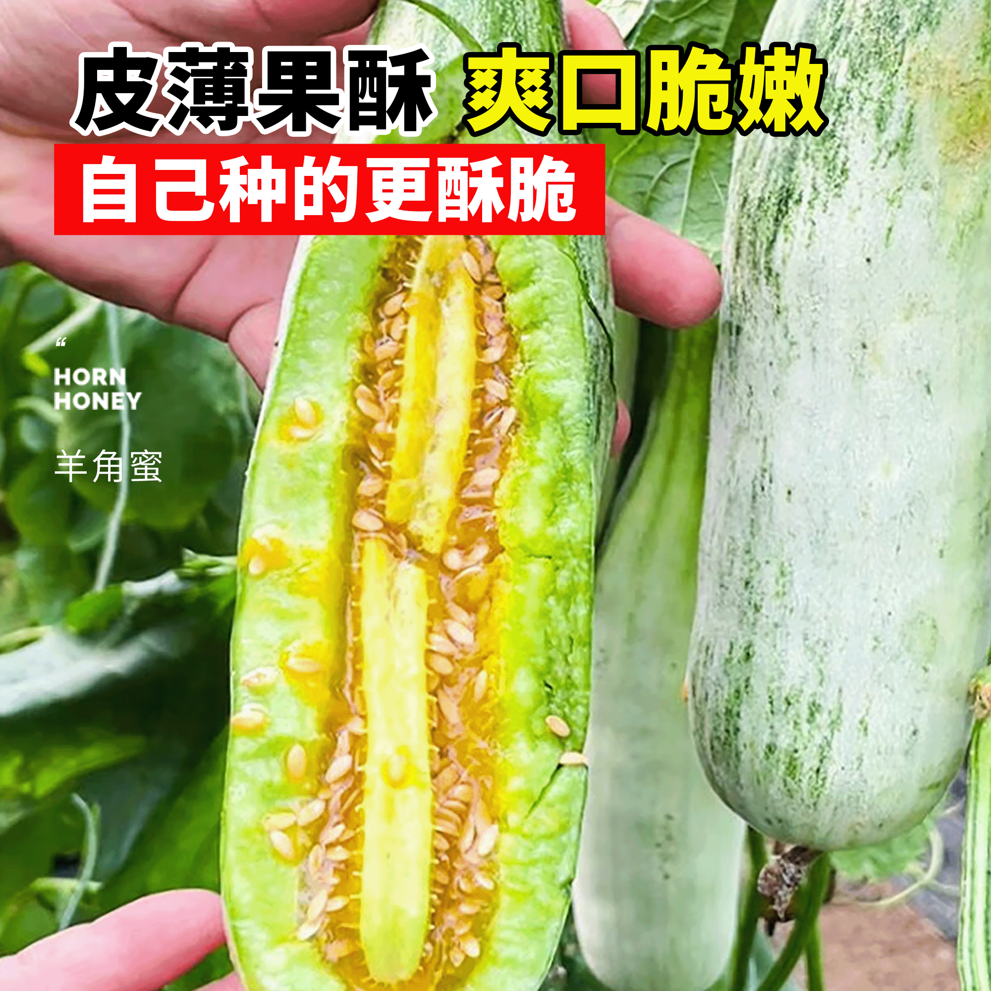 羊角蜜甜瓜种孑甜瓜苗秧香瓜种籽大全四季阳台冰糖子水果蔬菜种子,淘宝优惠券,粉丝福利购,淘宝优惠卷