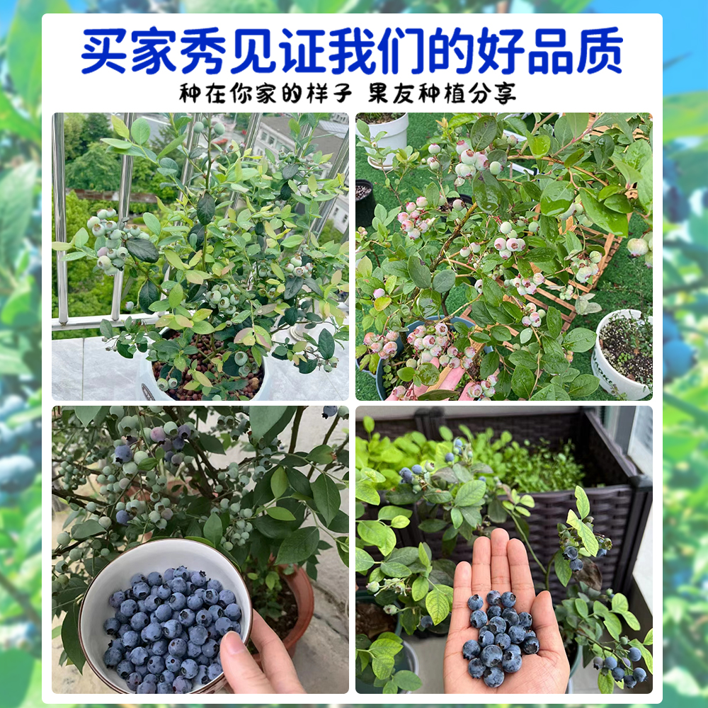 蓝莓树果苗盆栽车厘子种植水果蓝梅树苗客厅花卉耐寒耐旱好养四季