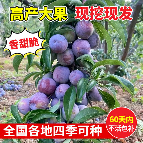 五月脆李子树苗新品种贵州六马蜂糖特大号脱骨红心庭院盆栽果树苗 - 图2