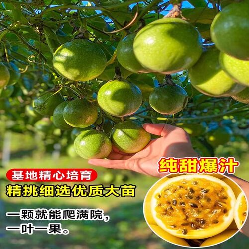 广西钦蜜9号百香果苗四季不断结果黄色水果盆栽树苗果树纯甜种植 - 图2