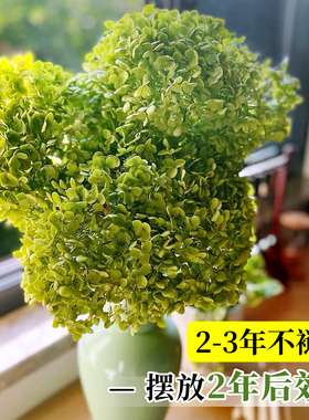 绣球干花真花风干天然diy材料客厅摆设室内插花束装饰摆件高级感