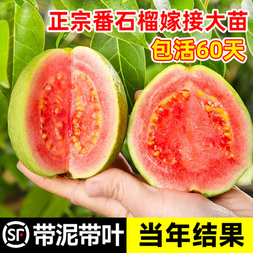 番石榴树果苗红心芭乐树苗南方种植庭院盆栽地栽四季果树当年结果 - 图1