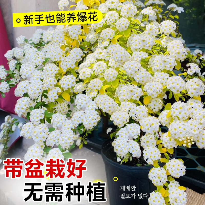 黄金喷泉绣线菊重瓣菱叶秀锈线菊小手球溲疏盆栽阳台庭院花卉花苗 - 图0