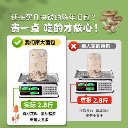 蘑菇种植包可食用黑平菇种植菌包香菇菌种家庭自种新鲜菌棒盆栽 - 图0