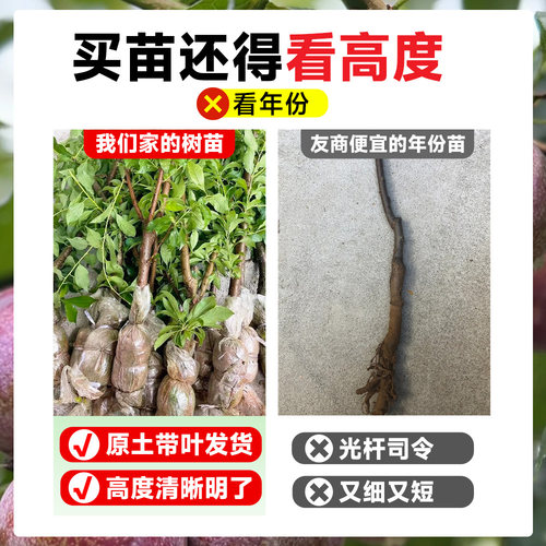 五月脆李子树苗新品种贵州六马蜂糖特大号脱骨红心庭院盆栽果树苗 - 图0