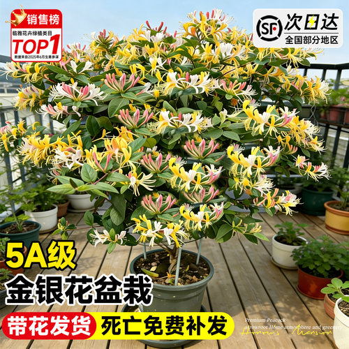 金银花老桩树苗盆栽四季阳台庭院开花可食用浓香花卉盆栽室内植物 - 图1