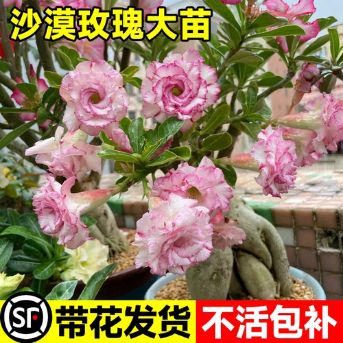 沙漠玫瑰盆栽老桩四季开花重瓣绿植室内客厅花卉耐旱好养花卉植物 - 图0