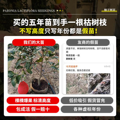 柚子树苗大苗泰国暹罗红柚蜜柚果树果苗大全南方北方种植当年结果 - 图0